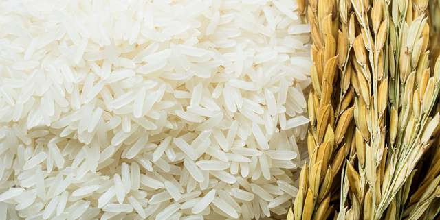 spectrophotometer-rice.jpg